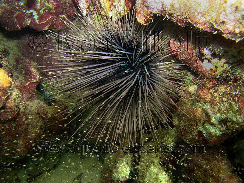 sea urchin